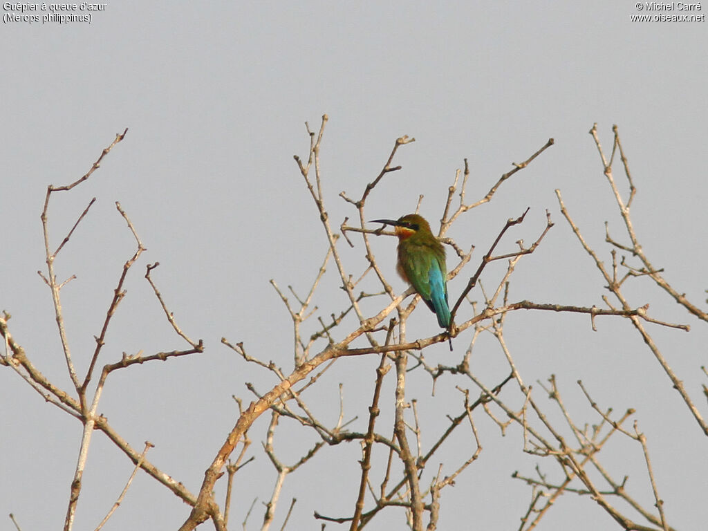 Blue-tailed Bee-eater