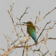 Blue-tailed Bee-eater