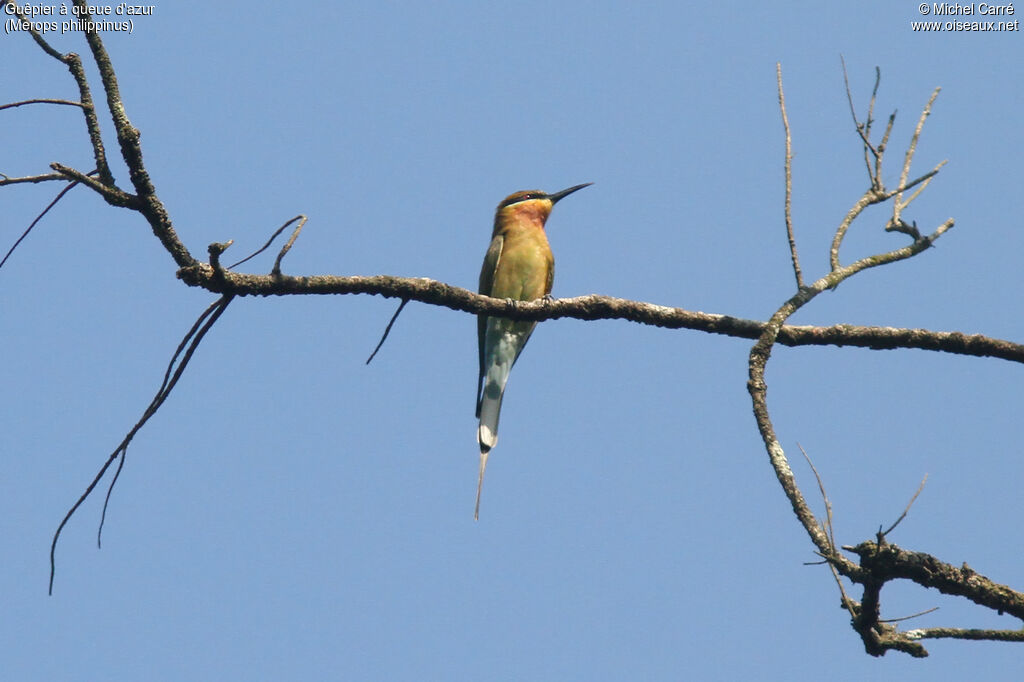 Blue-tailed Bee-eater