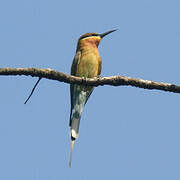 Blue-tailed Bee-eater