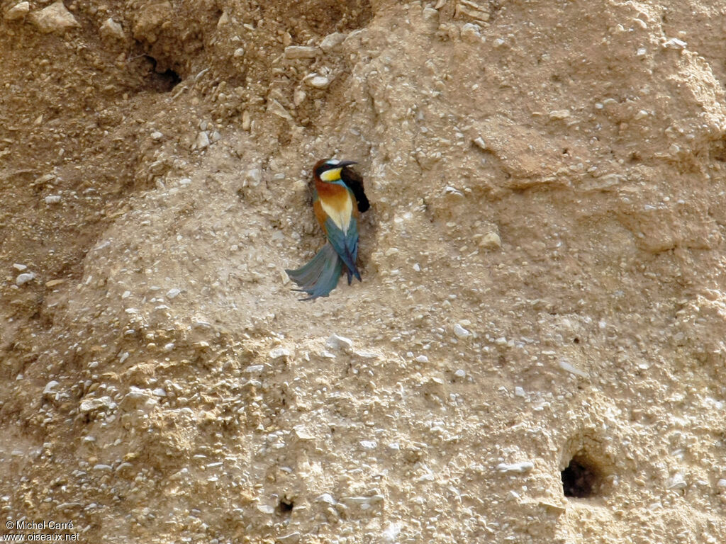 European Bee-eater