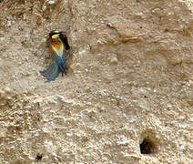 European Bee-eater