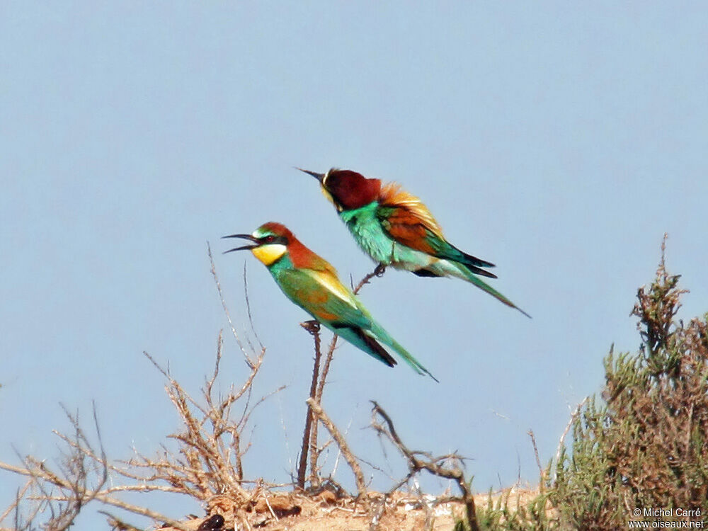 European Bee-eater