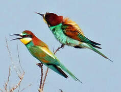 European Bee-eater