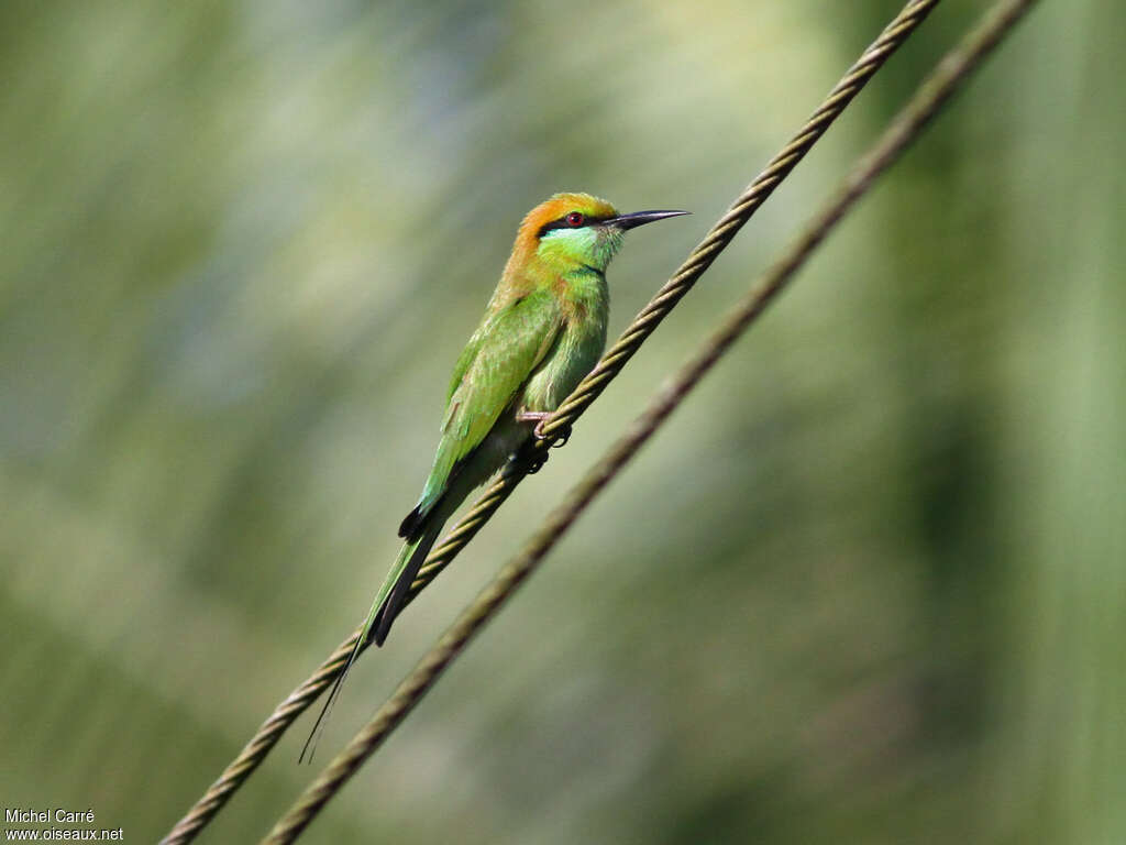 Green Bee-eateradult breeding, identification