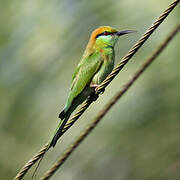 Green Bee-eater