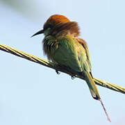 Green Bee-eater