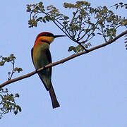 Chestnut-headed Bee-eater