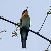 Chestnut-headed Bee-eater