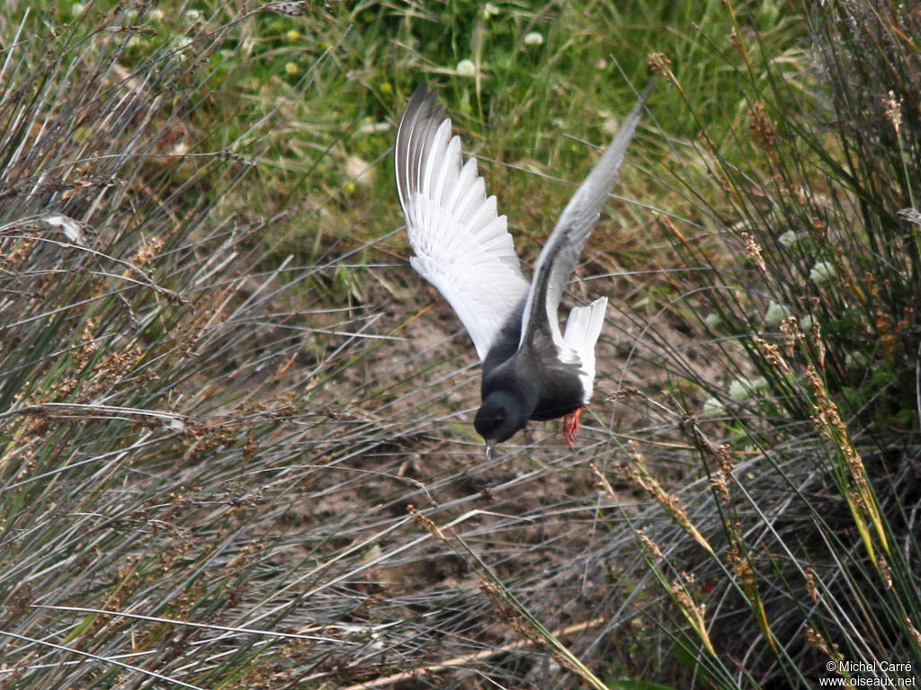 White-winged Tern