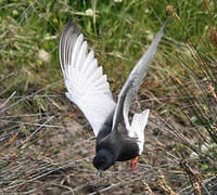 White-winged Tern