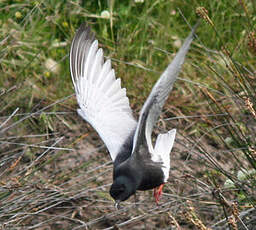 Guifette leucoptère