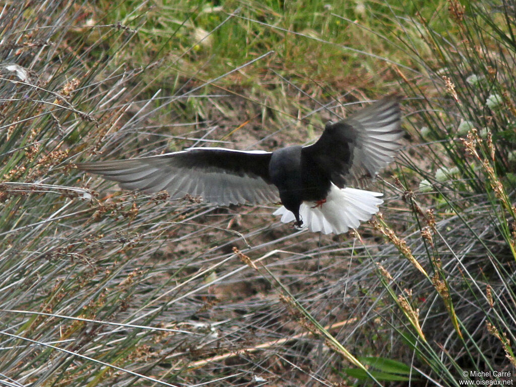 Guifette leucoptère