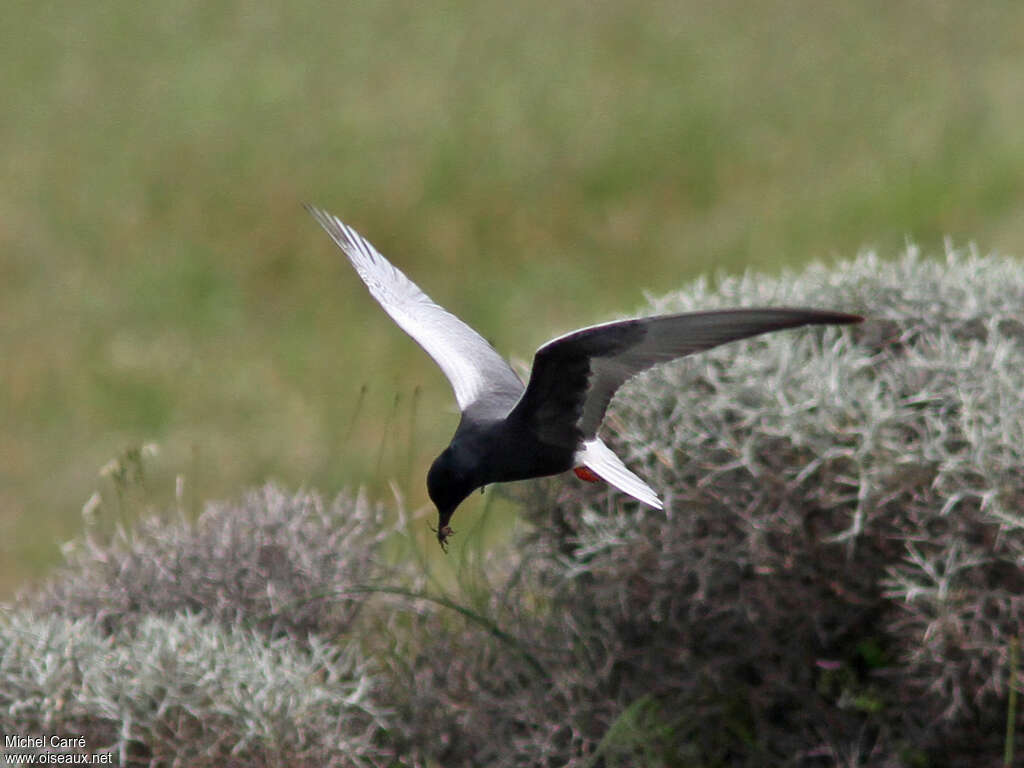 Guifette leucoptèreadulte nuptial, Vol, régime, pêche/chasse