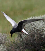 Guifette leucoptère