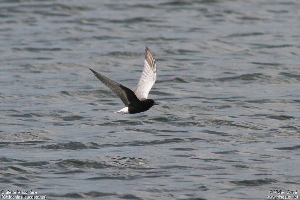 White-winged Tern