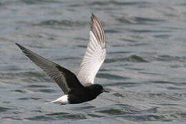 White-winged Tern