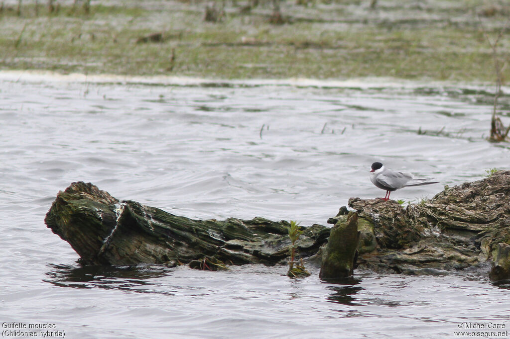 Whiskered Tern