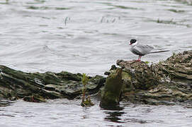 Whiskered Tern