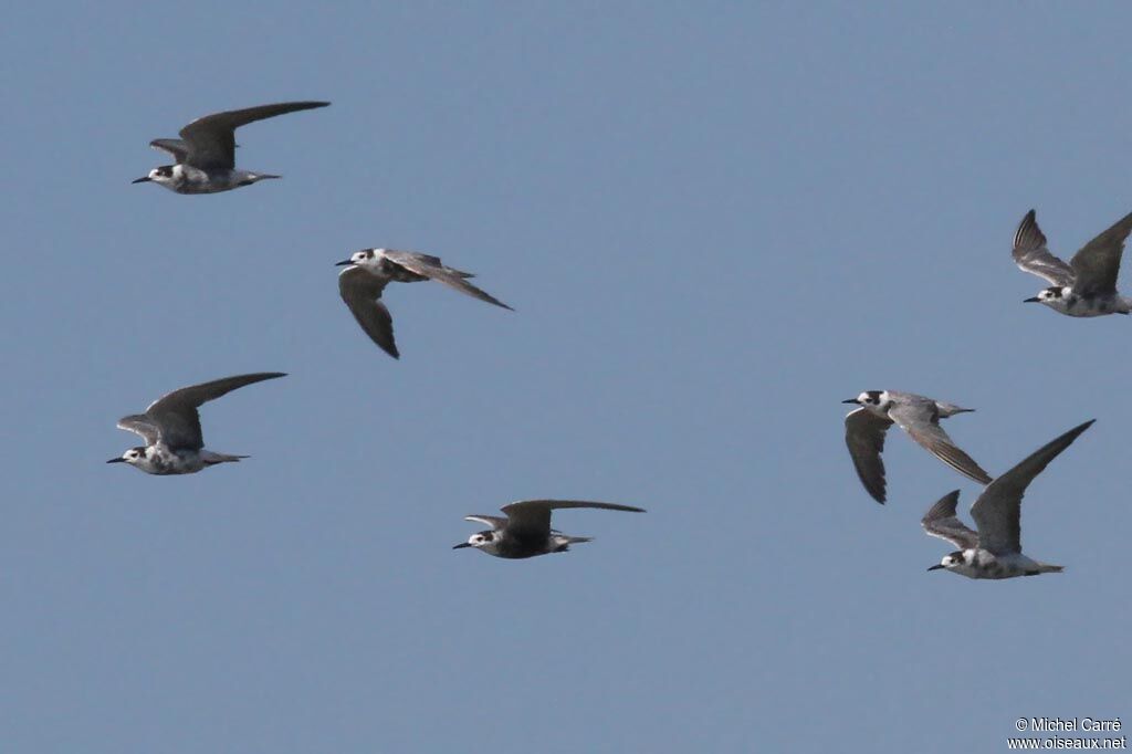 Black Tern, Flight