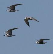 Black Tern