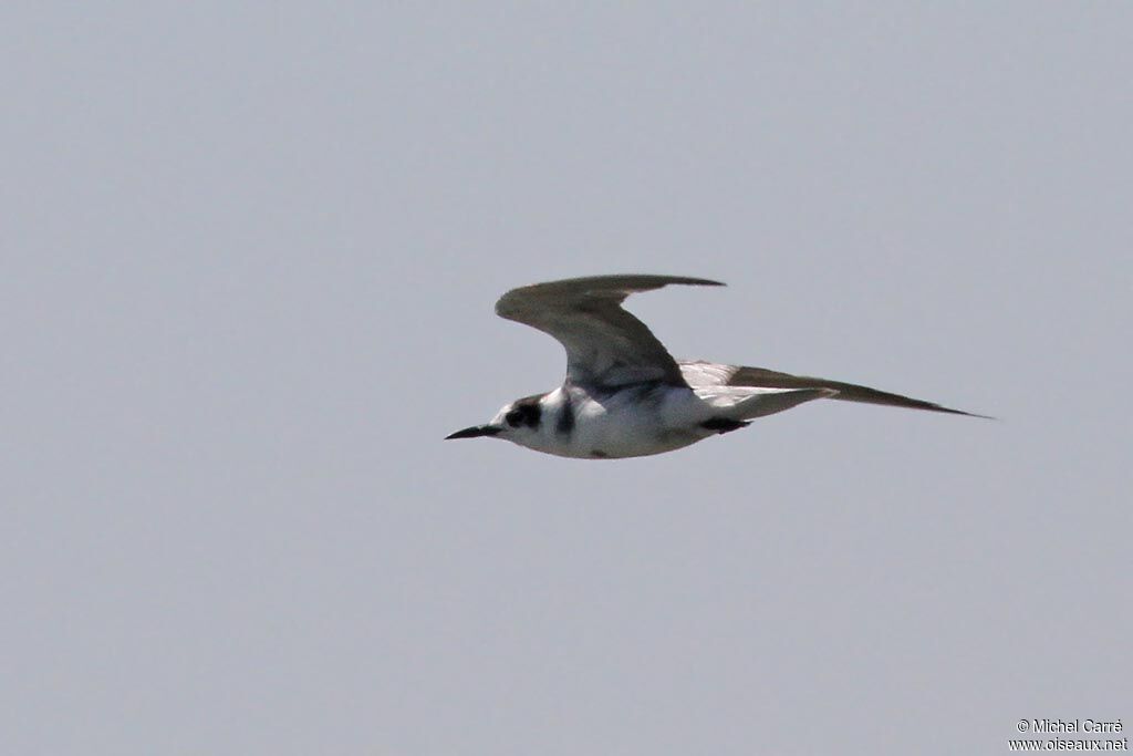 Black Tern