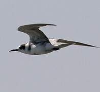 Black Tern