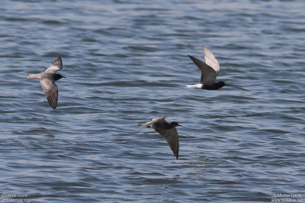 Black Tern