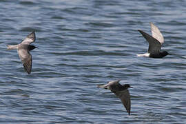 Black Tern