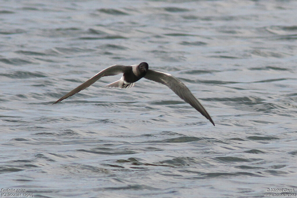 Black Tern