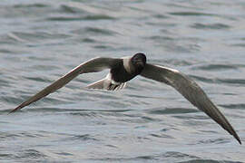 Black Tern