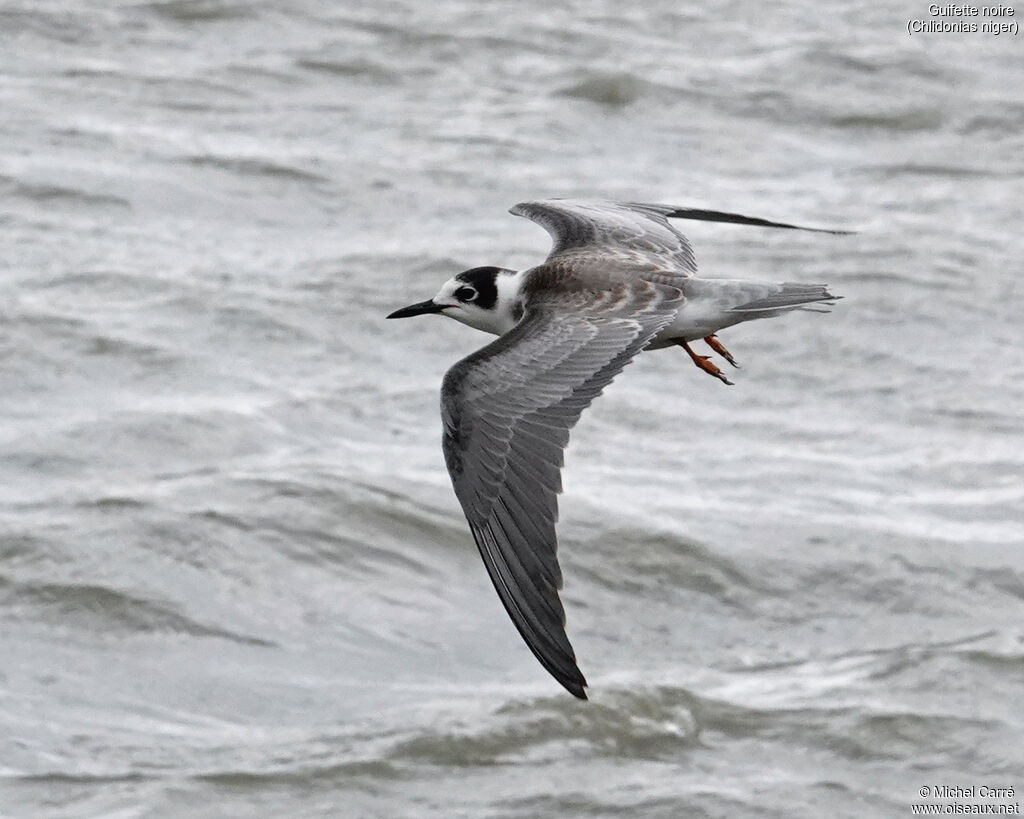 Black Ternjuvenile, Flight