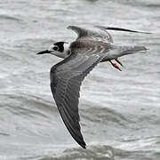 Black Tern