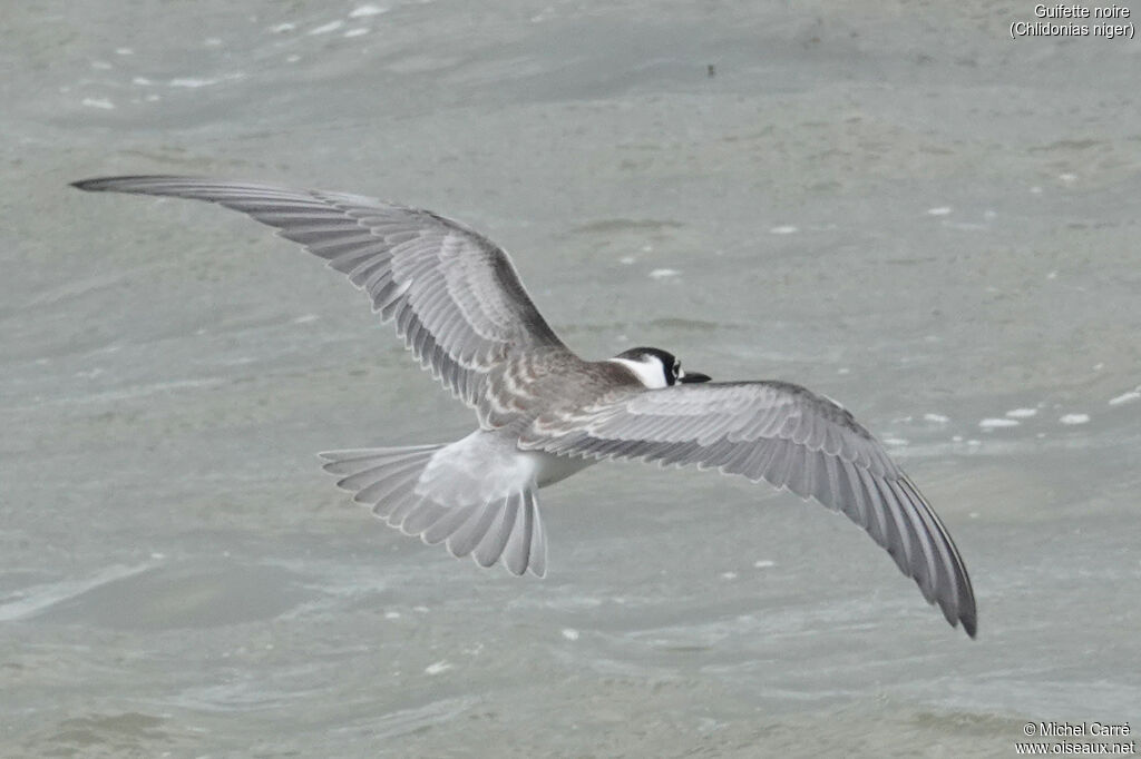 Black Ternjuvenile, Flight