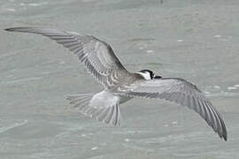 Black Tern