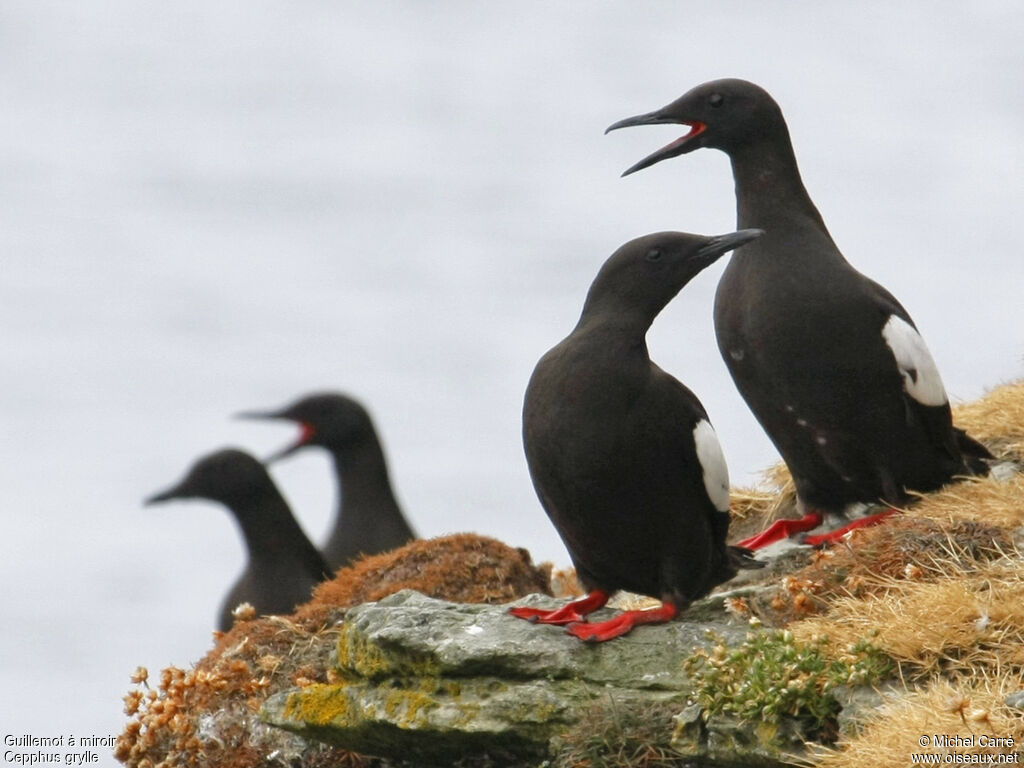 Guillemot à miroir