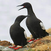 Guillemot à miroir