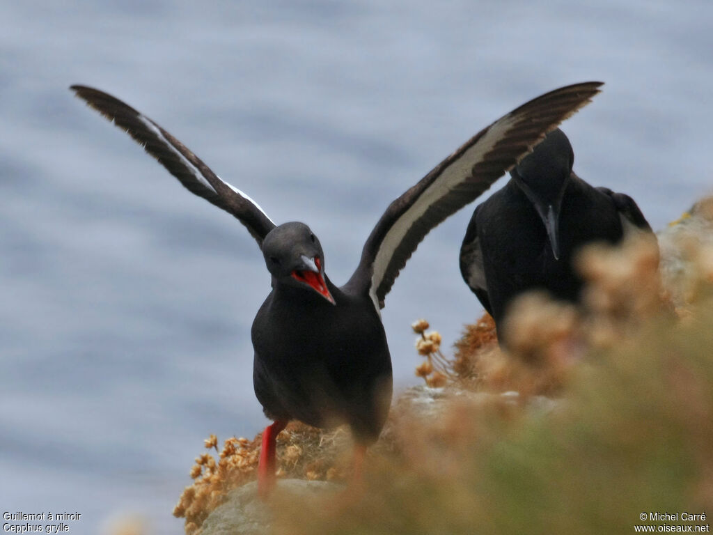 Guillemot à miroir, Comportement