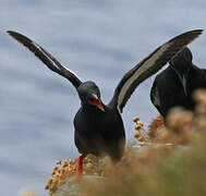 Guillemot à miroir