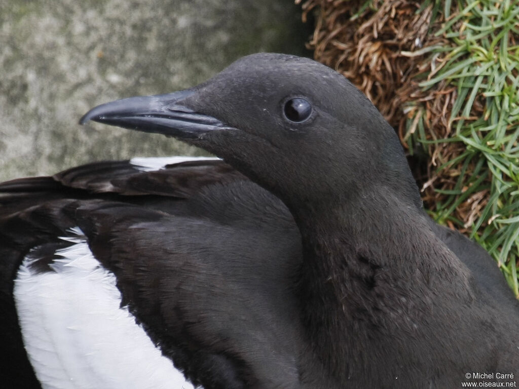 Guillemot à miroiradulte