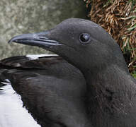 Guillemot à miroir