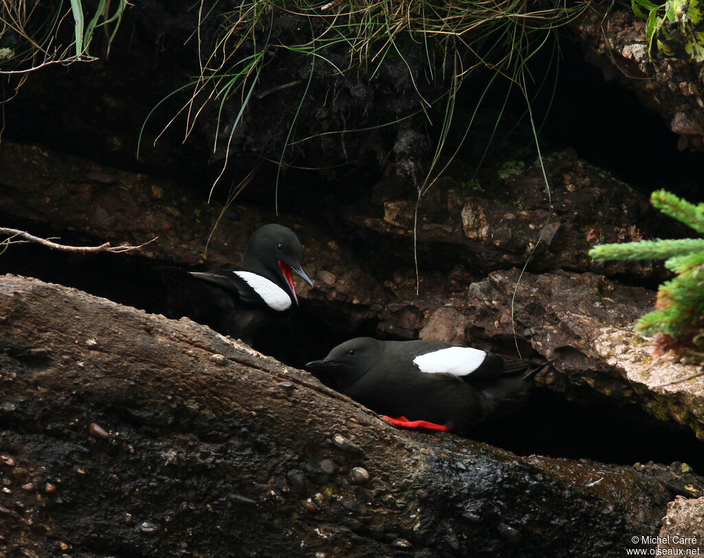 Black Guillemot 