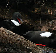 Guillemot à miroir