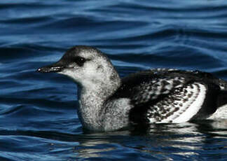 Guillemot à miroir
