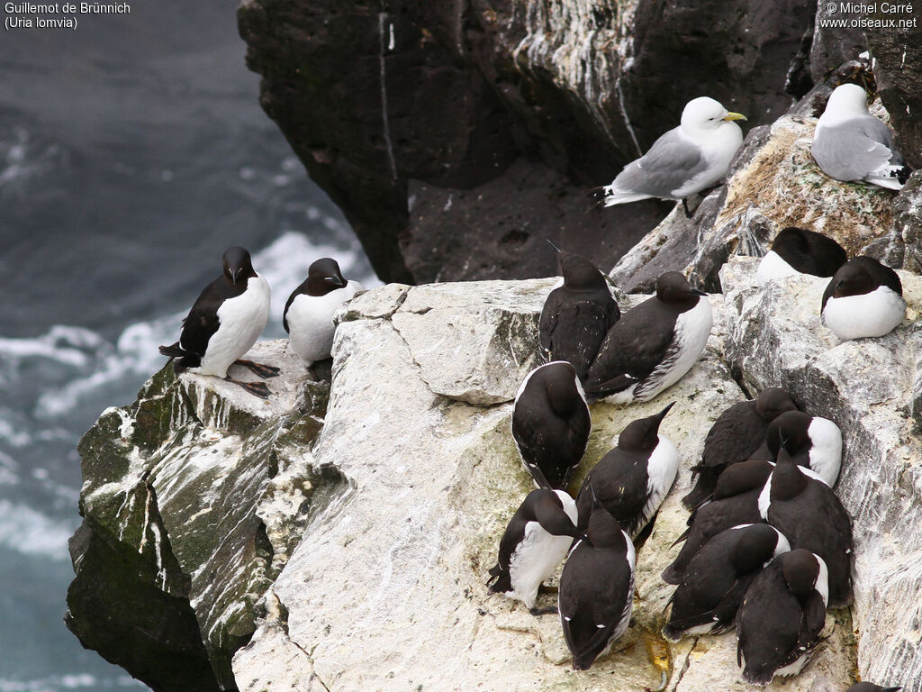 Guillemot de Brünnichadulte nuptial