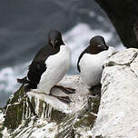 Guillemot de Brünnich