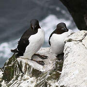 Guillemot de Brünnich