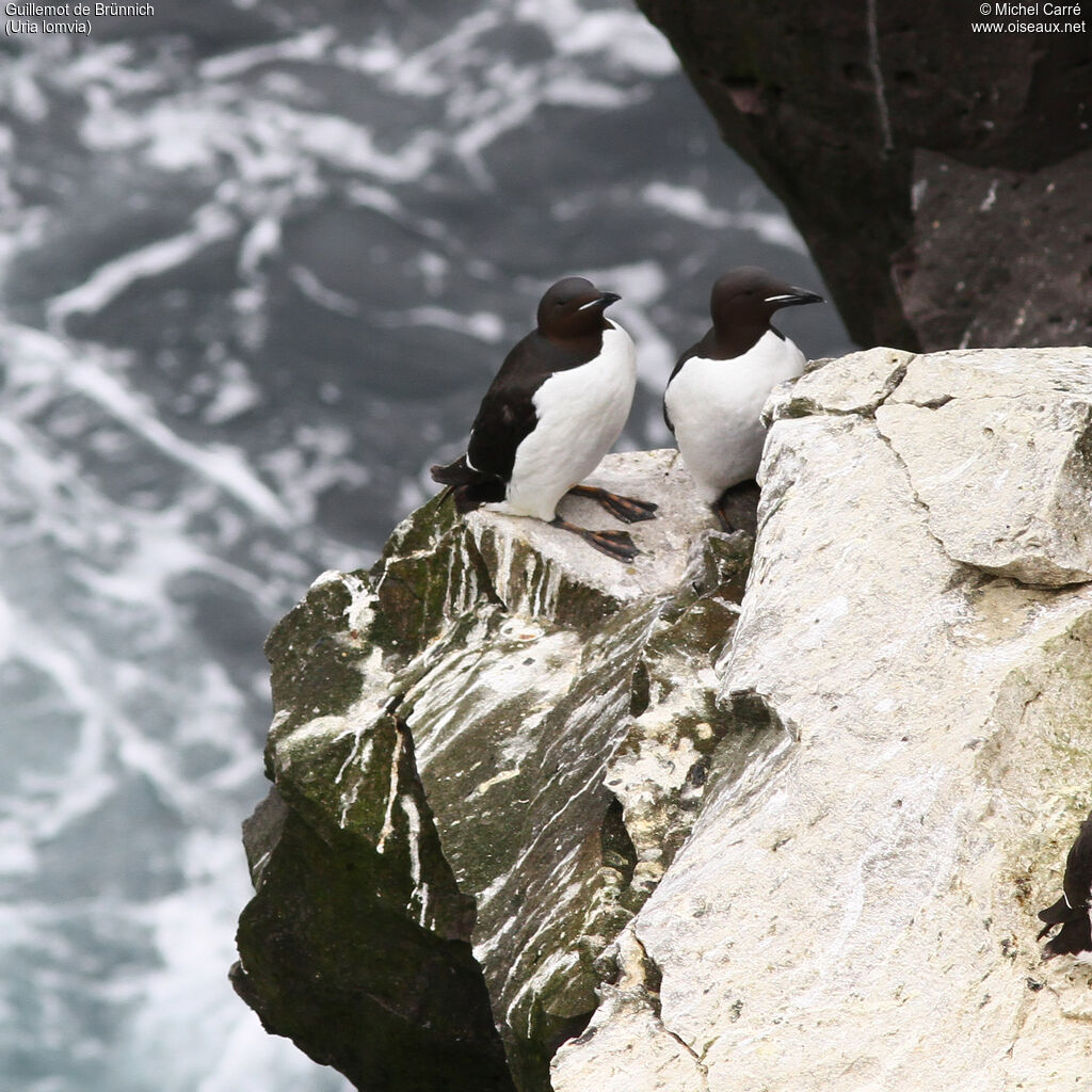 Guillemot de Brünnichadulte nuptial