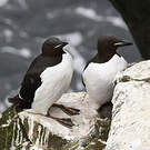 Guillemot de Brünnich