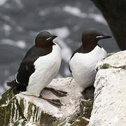 Thick-billed Murre